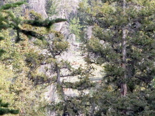 GDMBR: Close-up: There are no Light-Brown Rocks, those are Elk!